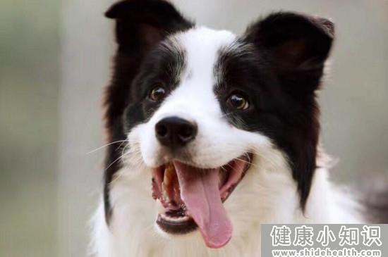 为什么养边牧的人少，16个不能养边牧的理由