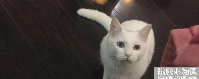 猫咪拉屎特别臭小妙招