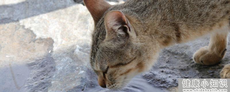 猫一直吐怎么办