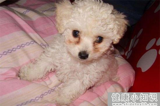 泰迪丢了一般会躲哪里，熟悉的地方或者在走失的原地等候