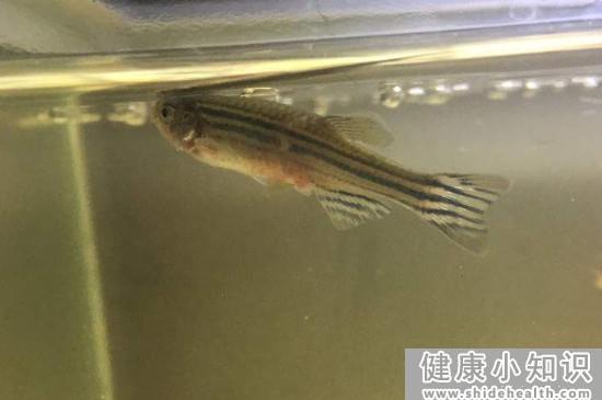 鱼乐宝放多了鱼会死吗