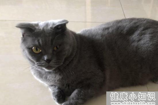 猫咪眼睛分泌物多怎么回事