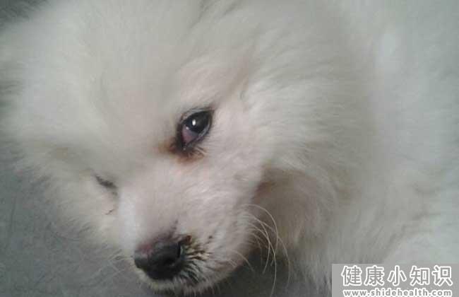 犬瘟热抽搐怎么治疗？ 