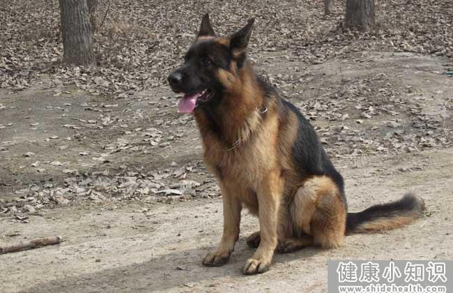 德国牧羊犬怎么训练？ 
