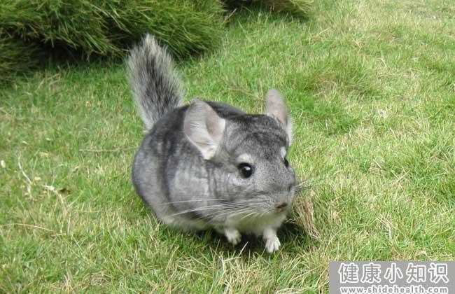 毛丝鼠为什么叫龙猫？ 