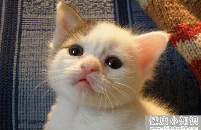 猫的寿命是多少年？ 