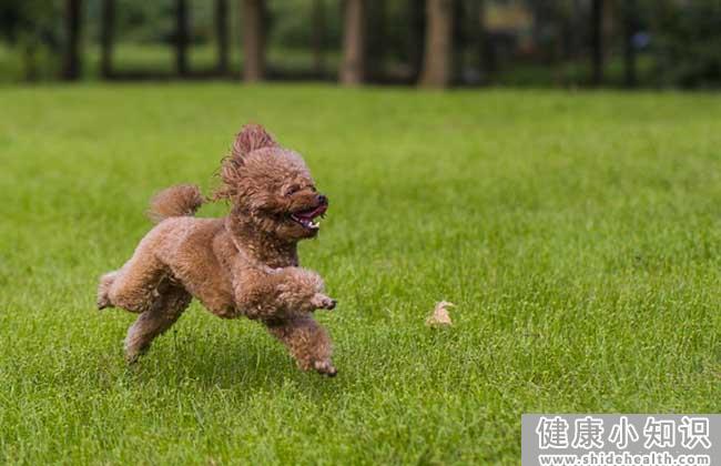 贵宾犬和泰迪犬的区别 