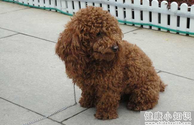 贵宾犬和泰迪犬的区别 