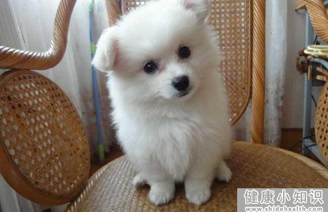 银狐犬怎么养才好？ 