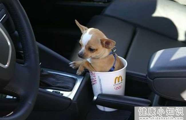 茶杯犬哪里有卖的？ 