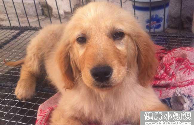 金毛犬和拉布拉多的区别 