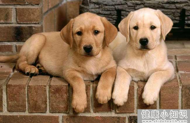 金毛犬和拉布拉多的区别 