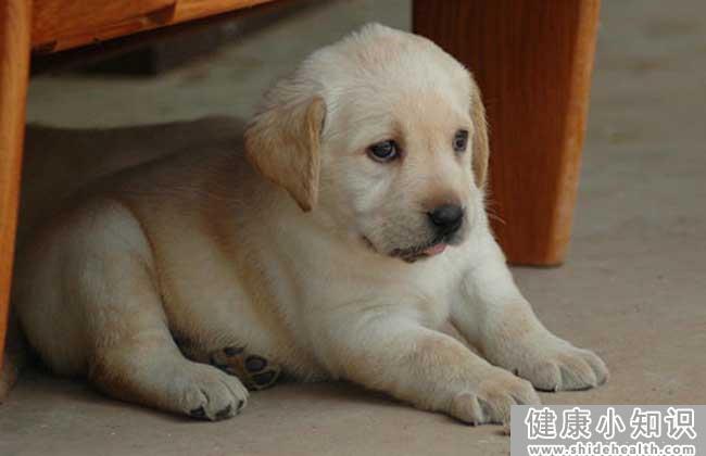 拉布拉多犬有哪些优缺点？ 