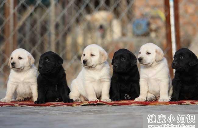 拉布拉多犬的寿命多长?