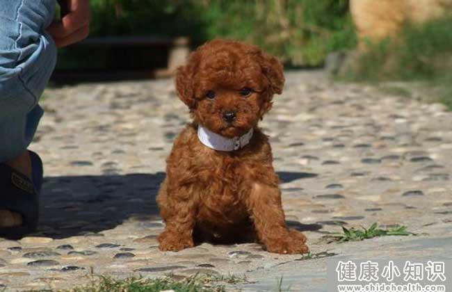 买泰迪狗去哪里买好？ 
