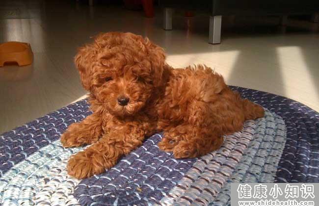 买泰迪狗去哪里买好？ 