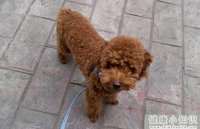 买泰迪狗去哪里买好？ 