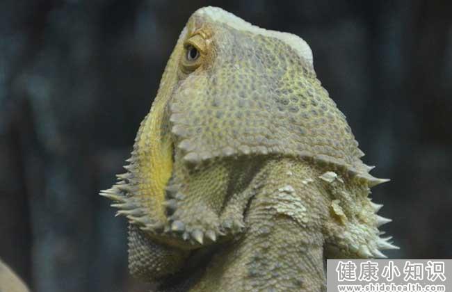 鬃狮蜥的寿命多长？ 