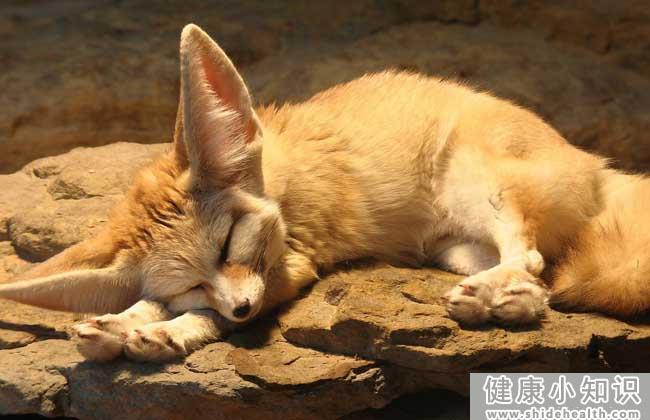 狐狸可以当宠物养吗？ 