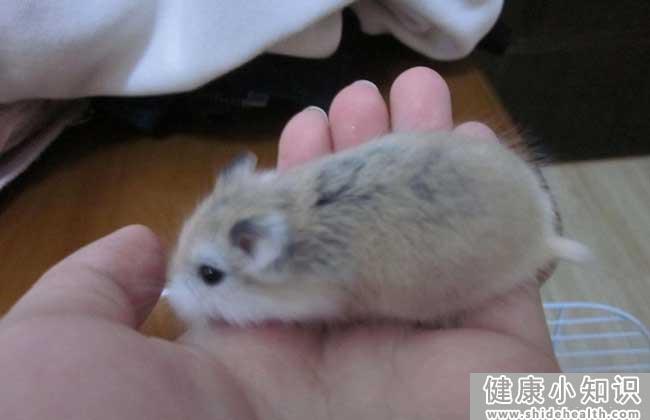 仓鼠怎么分辨公母?