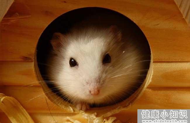 被仓鼠咬出血怎么办?