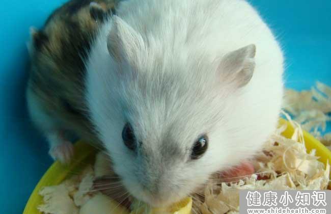 仓鼠可以两只一起养吗？ 