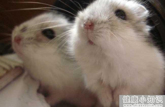 仓鼠可以在哪里购买？ 