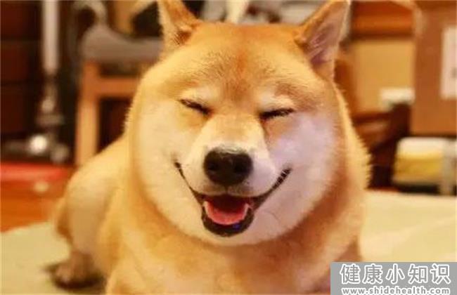 秋田犬和柴犬哪个比较好 