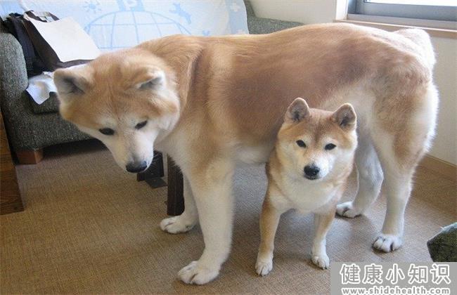 秋田犬和柴犬哪个比较好 
