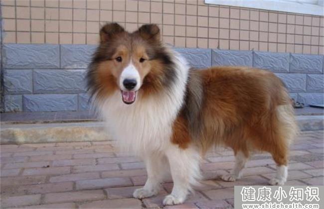 十大忠诚的狗排名 