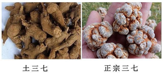哪些人不适合吃土三七，三七和土三七有什么区别？